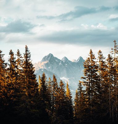Wald Bild Wald Bild