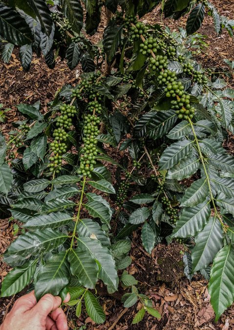 Kaffeepflanzen Rudolfo